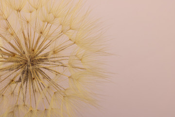 macro photography of dry dandelion