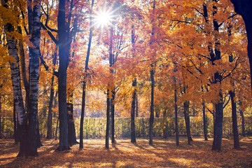 Autumn forest in a park with colorful trees and sunlight. autumn natural background