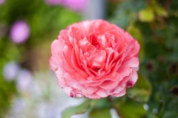 Bright flower in the garden. A beautiful and sweet-smelling flower. Beautiful natural background.