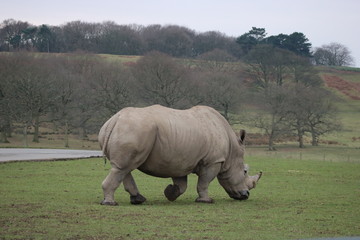 Naklejka premium Rhinoceros walking