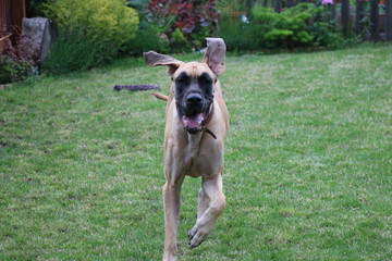 Great Dane dog with flappy ears