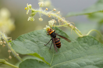 アレチウリの蜜に来たスズメバチ