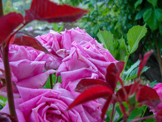 Hasbani river that forms at the border between Lebanon and Israel.