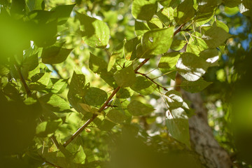 Green leaves and the sun lignt