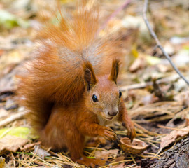 Naklejka na ściany i meble Red squirrel in the forest looking for nuts