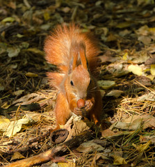 Red squirrel in the forest looking for nuts