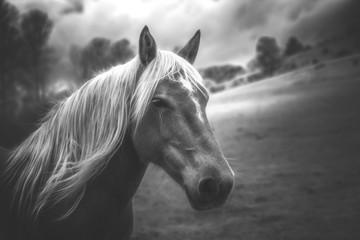 Outdoor black and white portrait of a horse 