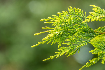 Thuja branches with drops of water after rain.