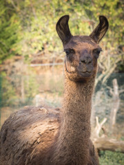 portrait of a llama (Lama glama)