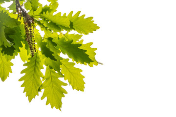 Yellowed oak leaves on a white background