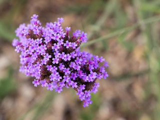 flower head with small purple flowers isolated