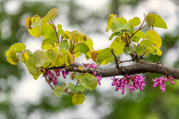 A tree branch with pink flowers and green leaves.