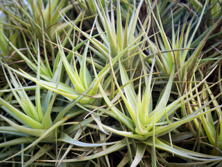 Group of Tillandsia close up (air plant)