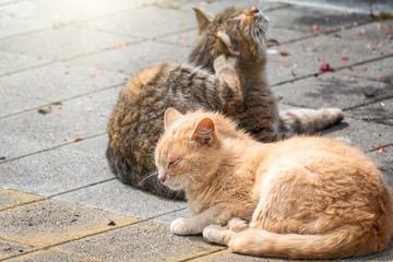 Homeless cats are warmed up in the sun.