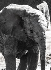 ELEPHANTS WALKING IN THE BEAUTIFUL NAMIBIAN NATURE