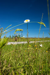 field of daisies and blue sky