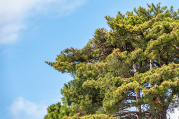 Green pine branches against a bright blue sky.