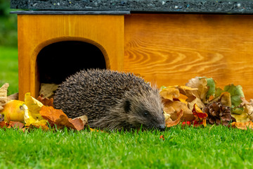 Hedgehog (Scientific name: Erinaceus Europaeus) wild, free roaming hedgehog, taken from a wildlife garden hide to monitor health and population of this favourite but declining mammal, space for copy  © Moorland Roamer