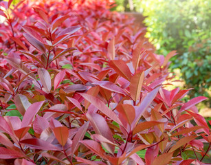Branches of bushes with red-orange leaves