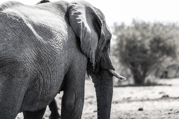ELEPHANTS WALKING IN THE BEAUTIFUL NAMIBIAN NATURE