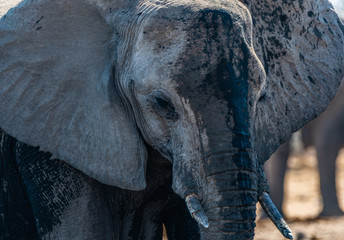 ELEPHANTS WALKING IN THE BEAUTIFUL NAMIBIAN NATURE