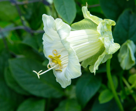 Cobaea flower. Cobaea is a vine that grows naturally in the mountain rainforests of tropical and subtropical regions of America. Flowering species are used in gardens for vertical gardening.