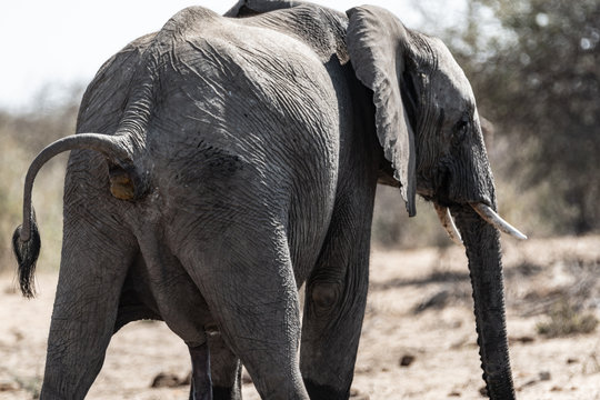 Éléphants au parc national d'etosha en Namibie, Afrique