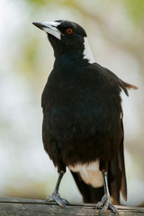 Australian magpie outdoors