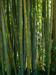 bamboo plantation with many green colors