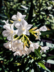 natural exotic flowers with beautiful colors