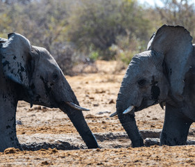 ELEPHANTS WALKING IN THE BEAUTIFUL NAMIBIAN NATURE