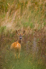 Roe deer , Capreolus capreolus on meadow