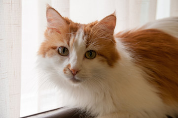 Portrait of a cute red cat close-up