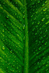 Water droplets on the green leaves after raining for natural background.
