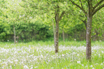 Streuobstwiese am Niederrhein