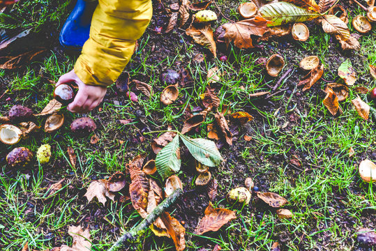 Child collecting conkers in the park picking the best from the ground in Autumn outdoors