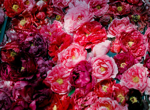 6 046 Best 牡丹images Stock Photos Vectors Adobe Stock