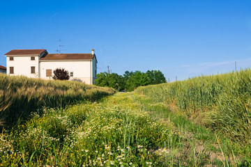 Fototapeta na wymiar Campagna nella pianura padana Emilia Romagna, Italia