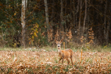 Roe deer , Capreolus capreolus on meadow