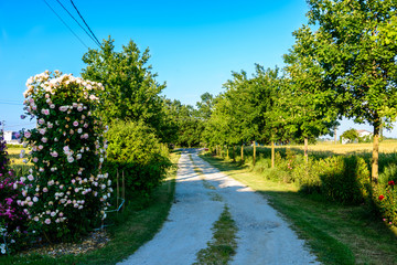 Strada di campagna nella pianura padana Italia