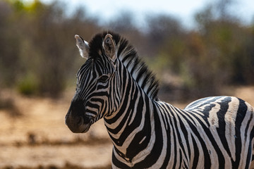 ZEBRAS WALKING IN THE BEAUTIFUL NAMIBIAN NATURE