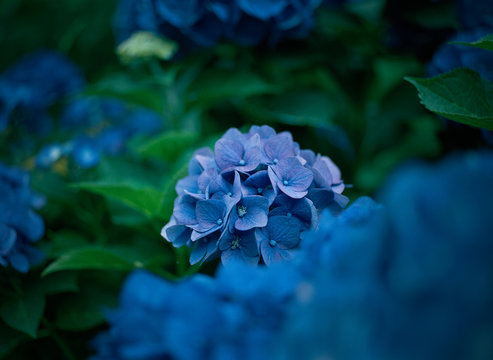 雨の日の紫陽花