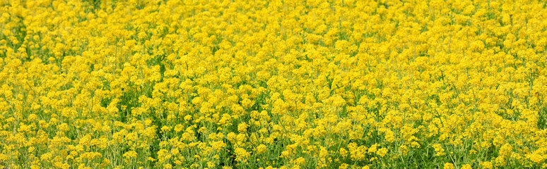 Obraz premium 菜の花-パノラマ-横