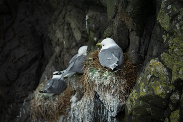 Top view of seagull over the nest