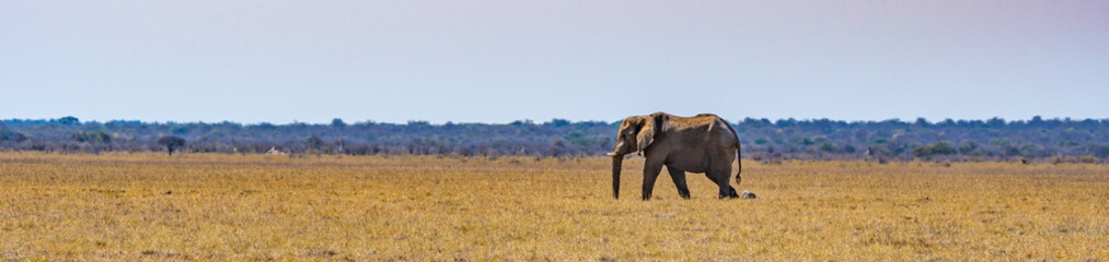 Obraz na płótnie Canvas Éléphant au parc national d'etosha en Namibie, Afrique
