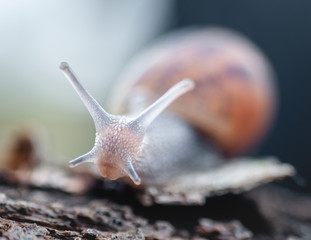portrait of a snail.