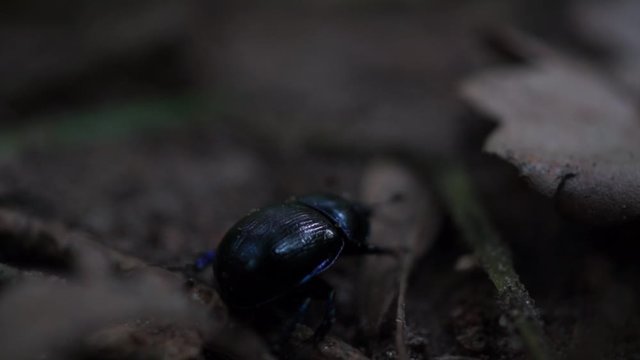 German Geotrupidae earth-boring dung beetle