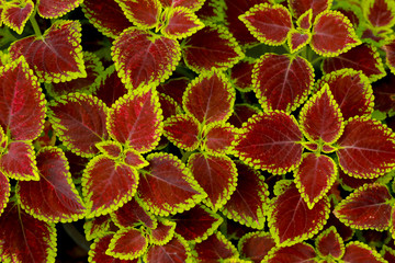 Obraz premium Solenostemon scutellarioides L. Red and green leaves of the colors plant, Plectranthus scutellarioides