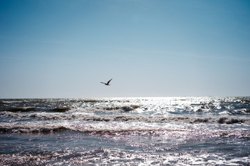 seagull birds in flight over the sea