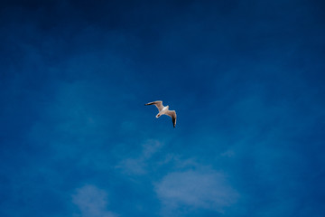 one seagull against a blue sky